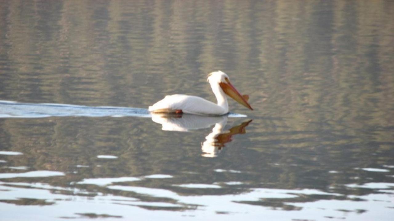 فيلا Fawnskinفي Feathernest On The Lake المظهر الخارجي الصورة